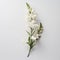 Minimalistic Snapdragon: White Flowers On White Background