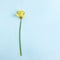 minimalistic spring holiday mockup. beautiful flower of yellow daffodil on a blue background.