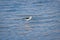 Minimalistic spring landscape with a bird in the lake. Black-winged stilt, himantopus himantopus, a long-legged wader. Bird