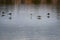 Minimalistic spring landscape with birds on the lake. Flock of black-winged stilts. Himantopus himantopus, long-legged wader. Bird