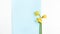 Minimalistic spring long banner. beautiful flower of yellow daffodil on a blue background.