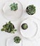 Minimalistic still life with ceramic plates and green succulents