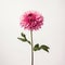 Minimalistic Still Life: Pink Dahlia Flower On White Wall