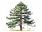 Minimalistic Superb Watercolor Illustration of Black Pine Tree AI Generated