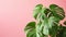 Minimalistic tropical leaves on pink backdrop, exuding tranquility and peaceful vibes