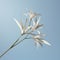 Minimalistic White Flower Stem Against Blue Sky - Uhd Image