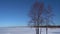 Minimalistic winter landscape, tree and snow-covered lake.
