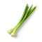 Minimalistic Xbox 360 Style Green Onions On White Background