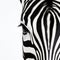 Minimalistic Zebra Face Close-up On White Background