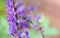 Mining Bee Colletes Succinctus on a Blue Salvia flower