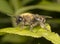 Mining Bee on leaf