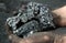 Mining, black gold, coal miner`s hands!