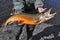 Mining fishing - Arctic char.