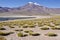 Miniques in Altiplano Chile