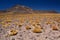 Miniques volcano. Antofagasta region. Chile