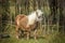 Miniture Horse in field