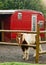 A Miniture Pony Stands in His Coral with Red Trailer