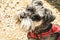 Miniture Schnauser, on a leash with a red harnes, in Reims, France