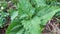 Minjangan grass plant Chromolaena odorata