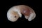 Mink embryo