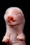 Mink embryo