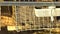 Mink farming, animal protection, gray mink in a metal cage. European mink, Mustela lutreola, looking through the grid of his cage.