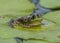 Mink Frog on Lily Pads