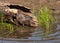 Mink in a hollow log by a river