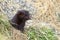 Mink looking from burrow. Mustela lutreola - wild predatory furry animal hunting in nature.