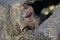 A Mink Neovison vison hunting in the tide pools for food.