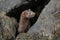 A Mink Neovison vison hunting in the tide pools for food.