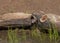 Mink Peeking Out of a Log