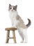 Mink Ragdoll cat on white