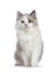 Mink Ragdoll cat on white
