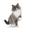 Mink Ragdoll cat on white