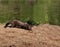 Mink on River Bank