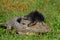 Mink sitting on a log in field of wildflowers.