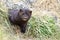 Mink sneaking from burrow. Mustela lutreola - wild predatory furry animal hunting in nature.