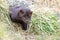 Mink sneaking from burrow. Mustela lutreola - wild predatory furry animal hunting in nature.