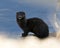 Mink stock photo. Mink close-up profile view sitting on a rock with blur blue water background in its environment and habitat