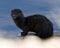 Mink stock photo. Mink close-up profile view sitting on a rock with blur blue water background in its environment and habitat