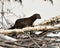 Mink stock photos. Mink close-up profile view on birch cut tree by the water by itys den with a blur background in its environment