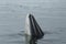 A minke whale in Antarctic Peninsula