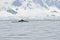 Minke whale in Antarctic waters.