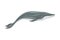 Minke Whale as Aquatic Placental Marine Mammal with Flippers and Large Tail Fin Closeup Vector Illustration