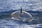 Minke whale back surfaced ocean in the Antarctic 1