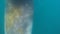 Minke whale (Balaenoptera acutorostrata) swimming underwater