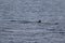 Minke whale Balaenoptera acutorostrata swimming on the water surface. Dorsal fin and back are visible. The Sea of Okhotsk, Kuril