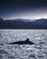 Minke Whale in Barents sea, Arctic Ocean