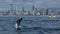 Minke whale calf jumps out of the water in front of the Gold Coast coastline